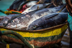 blog-bestravel-ilha-do-sal-peixe