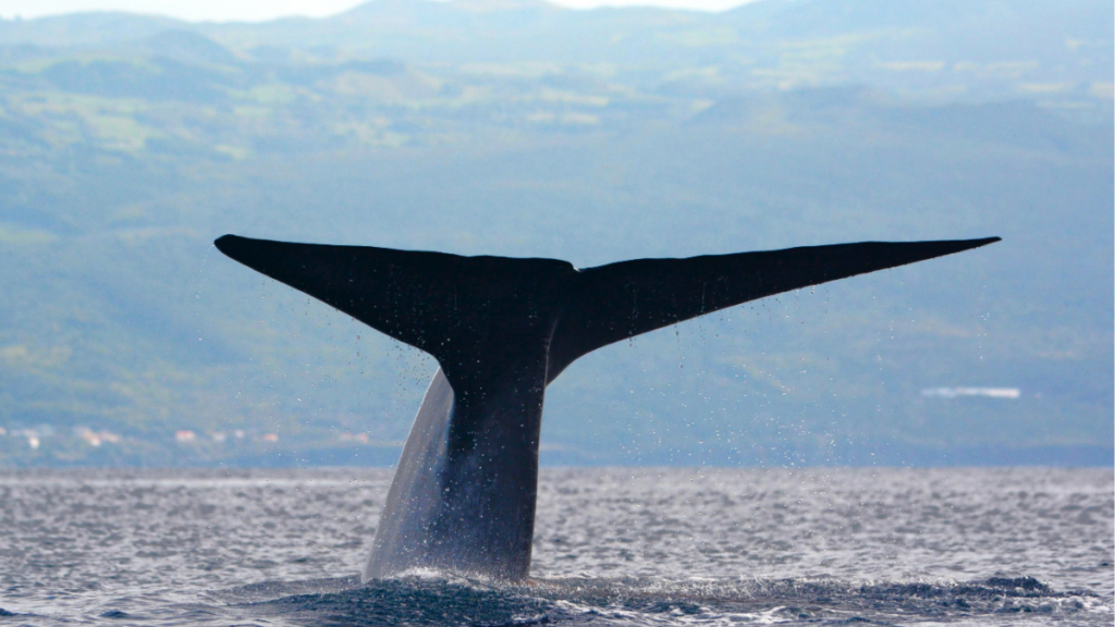 Açores Baleia