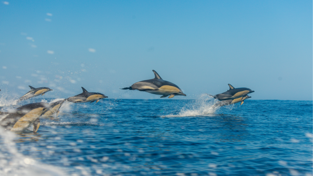 Açores Golfinhos