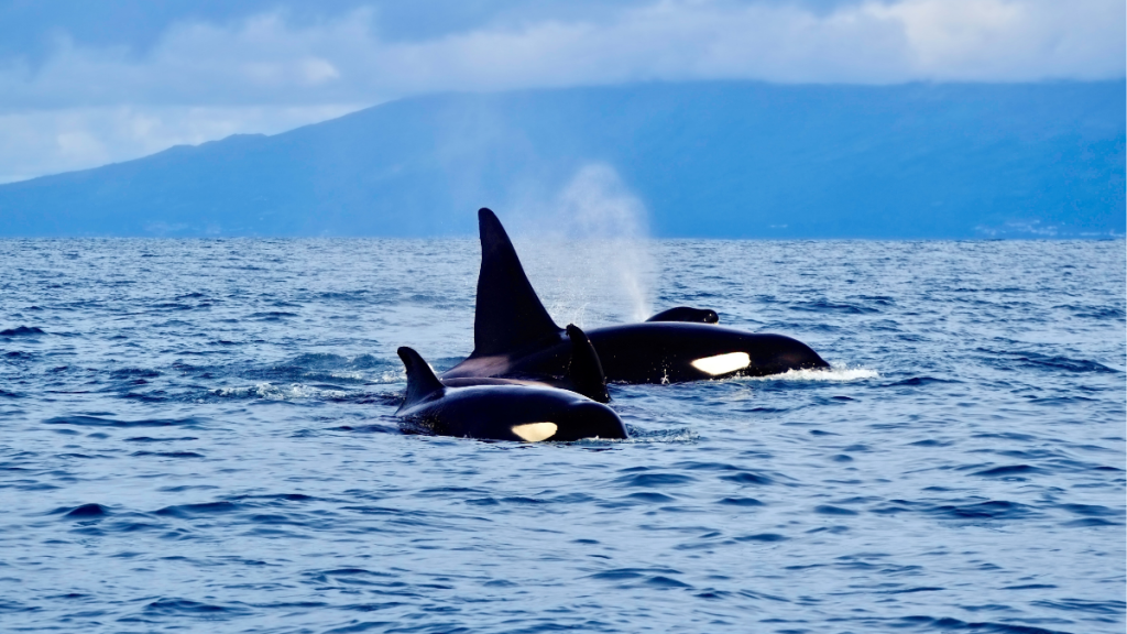 Açores Orcas