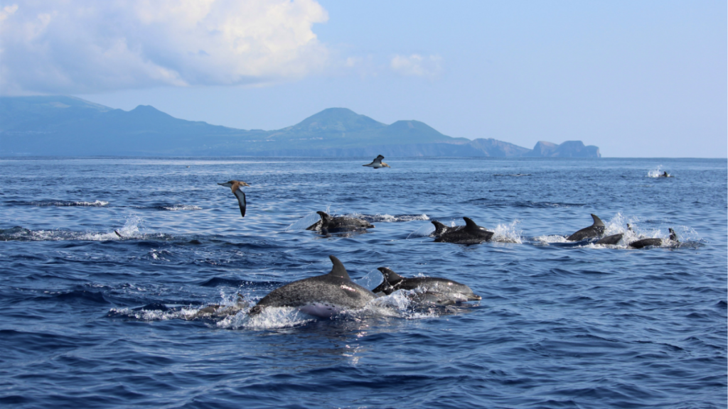 Açores Golfinhos