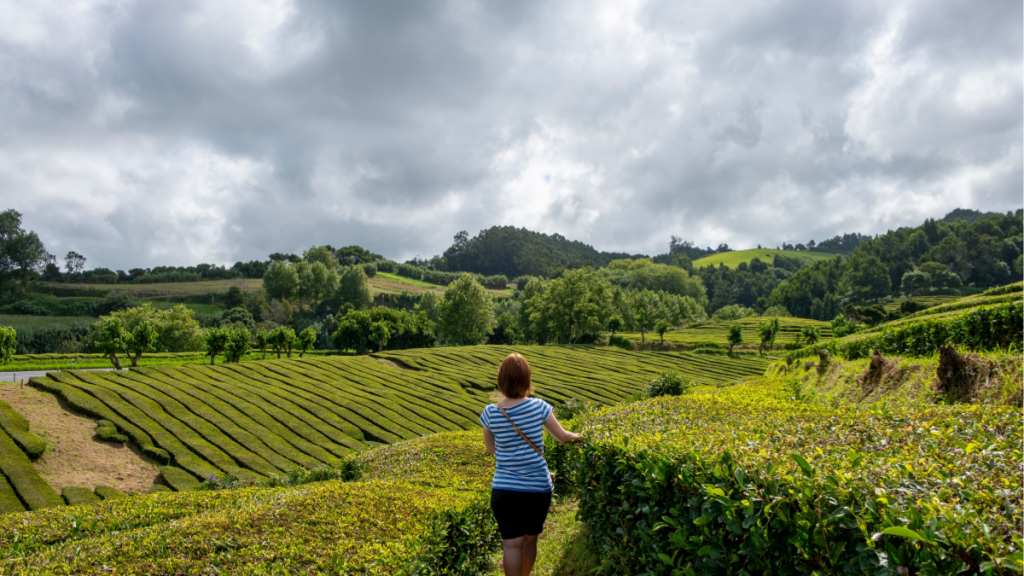 Açores Chá Gorreana