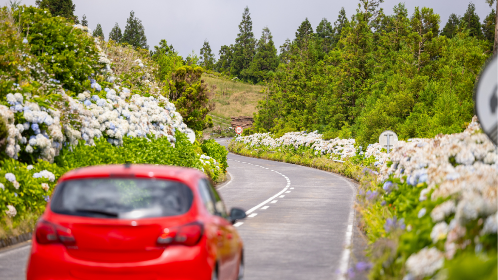Açores Hortênsias